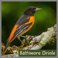 Baltimore Oriole